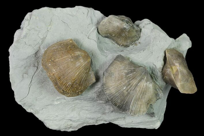 Multiple Fossil Brachiopod (Hebertella) Plate - Indiana #136507